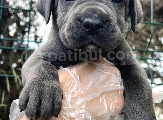 Irk Garantili Cane Corso Yavrular