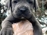 Irk Garantili Cane Corso Yavrular