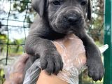 Irk Garantili Cane Corso Yavrular