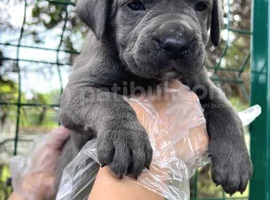 Irk Garantili Cane Corso Yavrular görsel