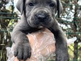 Irk Garantili Cane Corso Yavrular