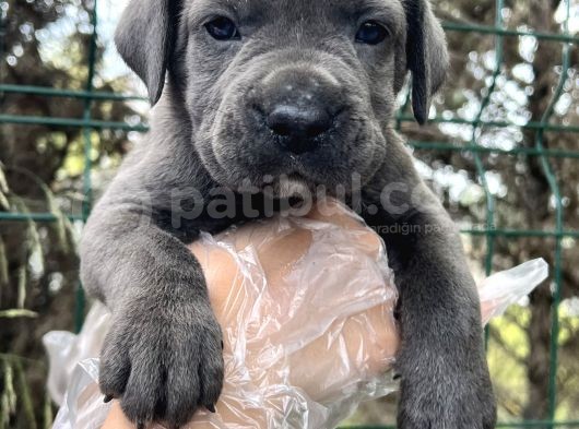 Irk Garantili Cane Corso Yavrular görsel