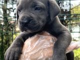 Irk Garantili Cane Corso Yavrular