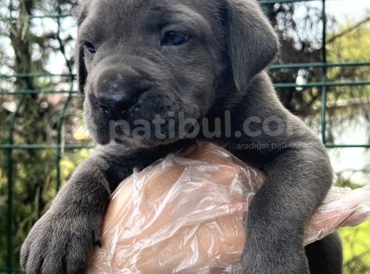 Irk Garantili Cane Corso Yavrular görsel