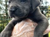 Irk Garantili Cane Corso Yavrular