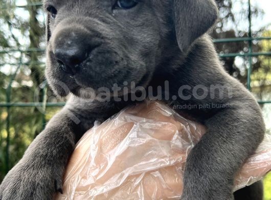 Irk Garantili Cane Corso Yavrular görsel