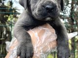 Irk Garantili Cane Corso Yavrular