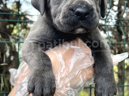 Irk Garantili Cane Corso Yavrular görsel
