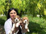 Elizabet beagle yavrularım