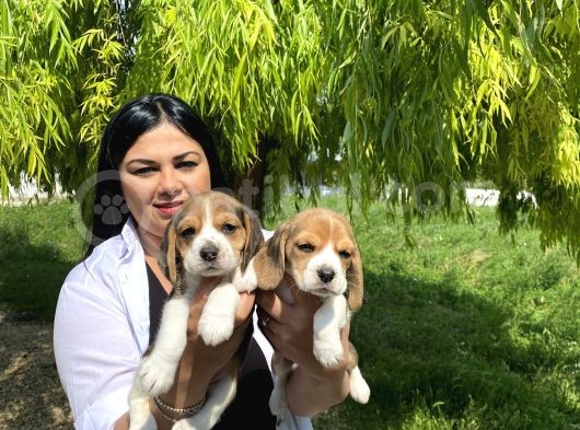 Elizabet Beagle Yavrularım