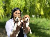 Elizabet Beagle Yavrularım