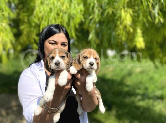 Elizabet Beagle Yavrularım görsel