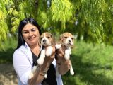 Elizabet Beagle Yavrularım