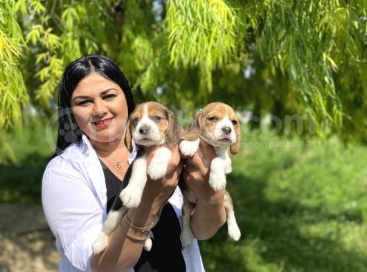 Elizabet Beagle Yavrularım görsel