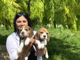 Elizabet Beagle Yavrularım