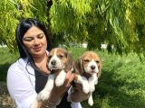 Elizabet Beagle Yavrularım