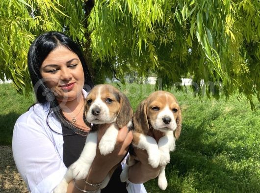 Elizabet Beagle Yavrularım görsel