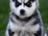 Her Renk Si̇bi̇rya Kurdu Husky Yavrularimiz