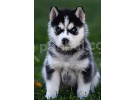 Her Renk Si̇bi̇rya Kurdu Husky Yavrularimiz görsel