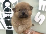 LİLAC CHOW CHOW YAVRULARI