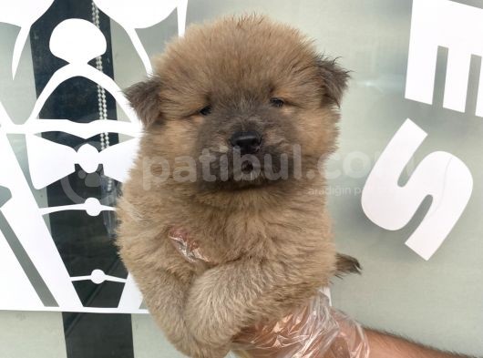Li̇lac Chow Chow Yavrulari