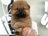 A KALİTE CHOW CHOW YAVRULARI
