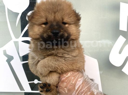 A Kali̇te Chow Chow Yavrulari