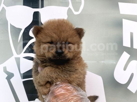 A Kali̇te Chow Chow Yavrulari görsel