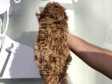 Özel Üreti̇m Malti̇poo Yavrulari