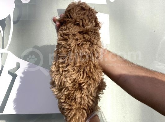 Özel Üreti̇m Malti̇poo Yavrulari görsel
