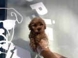 ÖZEL ÜRETİM MALTİPOO YAVRULARI