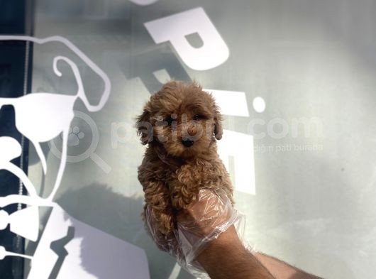Özel Üreti̇m Malti̇poo Yavrulari