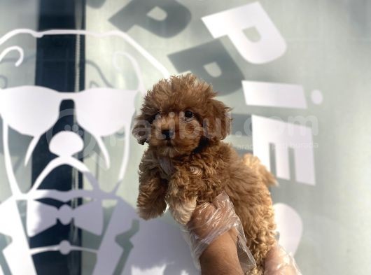 Nadi̇r Koyu Red Malti̇poo Yavrulari görsel