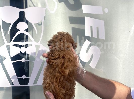 Nadi̇r Koyu Red Malti̇poo Yavrulari görsel