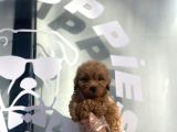 EVİNİZİN YENİ BEBEĞİ MALTİPOO YAVRULARI