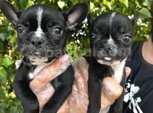 Fransız Bulldog Bebeklerimiz görsel
