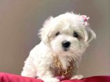 MALTESE TERRİER YAVRULARI VONALP PET TORIUM GARANTISIYLE