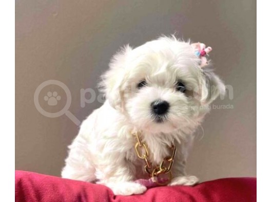 MALTESE TERRİER YAVRULARI VONALP PET TORIUM GARANTISIYLE