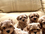 VONALP PET TORIUM GARANTİSİYLE MALTİPOO YAVRULARI