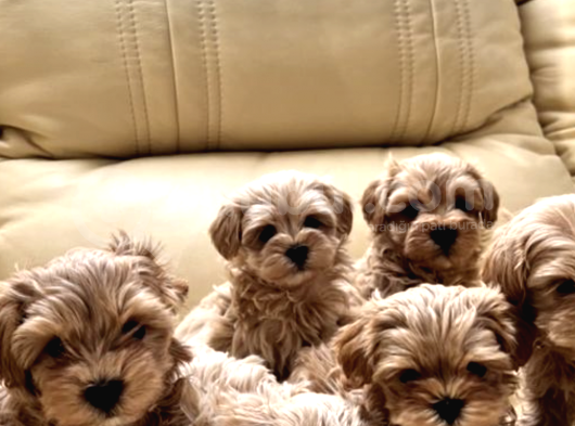 VONALP PET TORIUM GARANTİSİYLE MALTİPOO YAVRULARI
