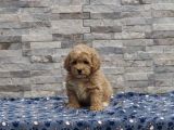 Malti̇poo Bebekler
