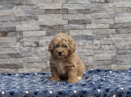 Malti̇poo Bebekler görsel