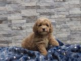 Malti̇poo Bebekler