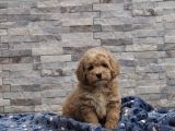 Malti̇poo Bebekler
