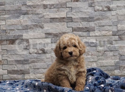 Malti̇poo Bebekler görsel