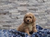 Malti̇poo Bebekler