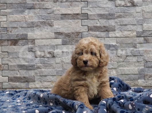 Malti̇poo Bebekler görsel