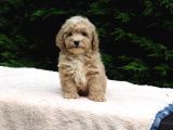 Malti̇poo Bebekler