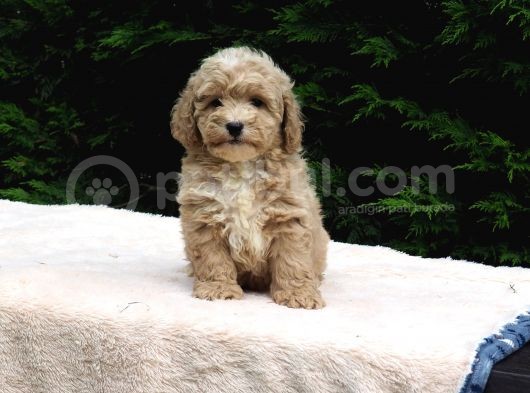 Malti̇poo Bebekler görsel