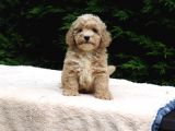 Malti̇poo Bebekler